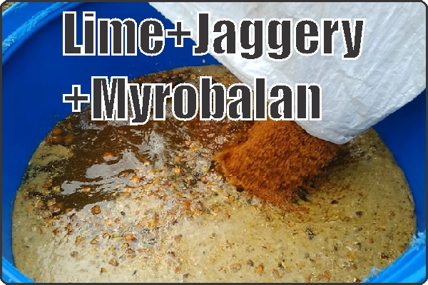 વોટરપ્રૂફિંગ પદ્ધતિઓનો ઈતિહાસ -Lime–Jaggery–Myrobalan Compound Method